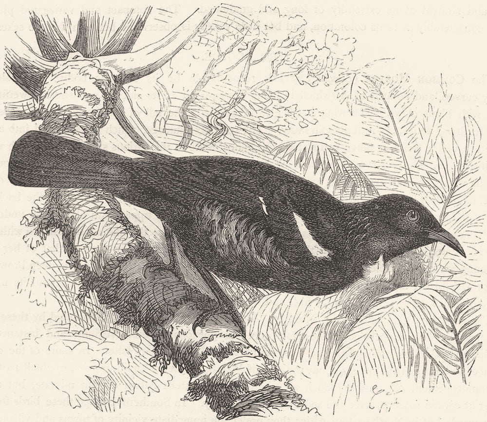 BIRDS. Searcher. Climber. Poe, Tui c1870 old antique vintage print picture